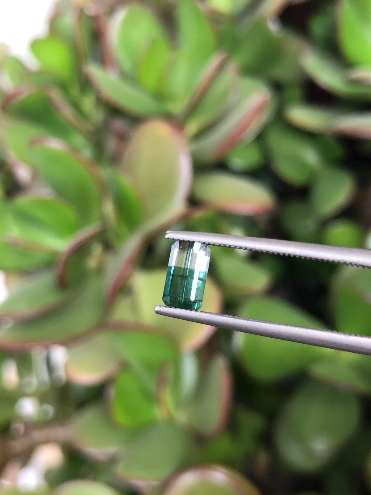 Natural Green Bicolor Tourmaline 0.63 ct, Afghanistan