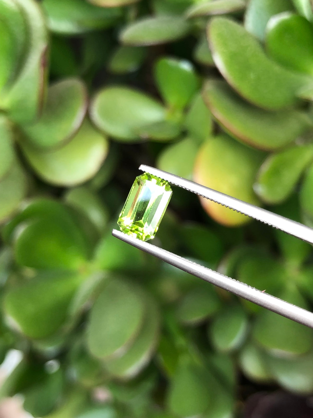 Peridoto Pakistan 1.90 Ct