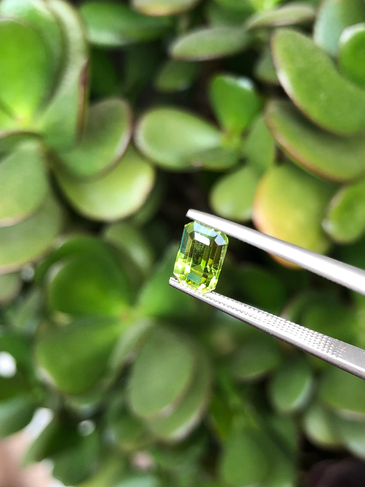 Peridoto Pakistan 1.90 Ct
