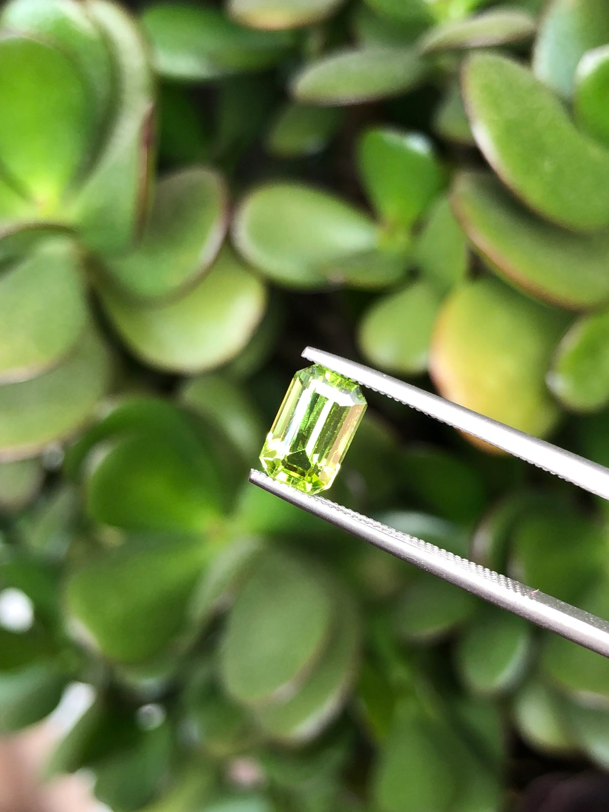 Peridoto Pakistan 1.90 Ct