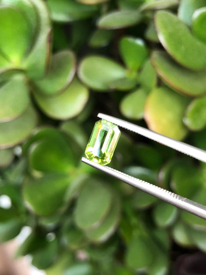 Peridoto Pakistan 1.90 Ct