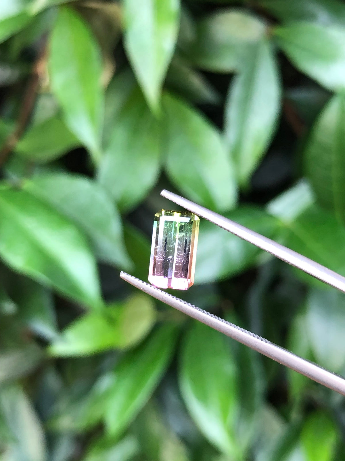 Tormalina Watermelon 2.10 Ct Afghanistan