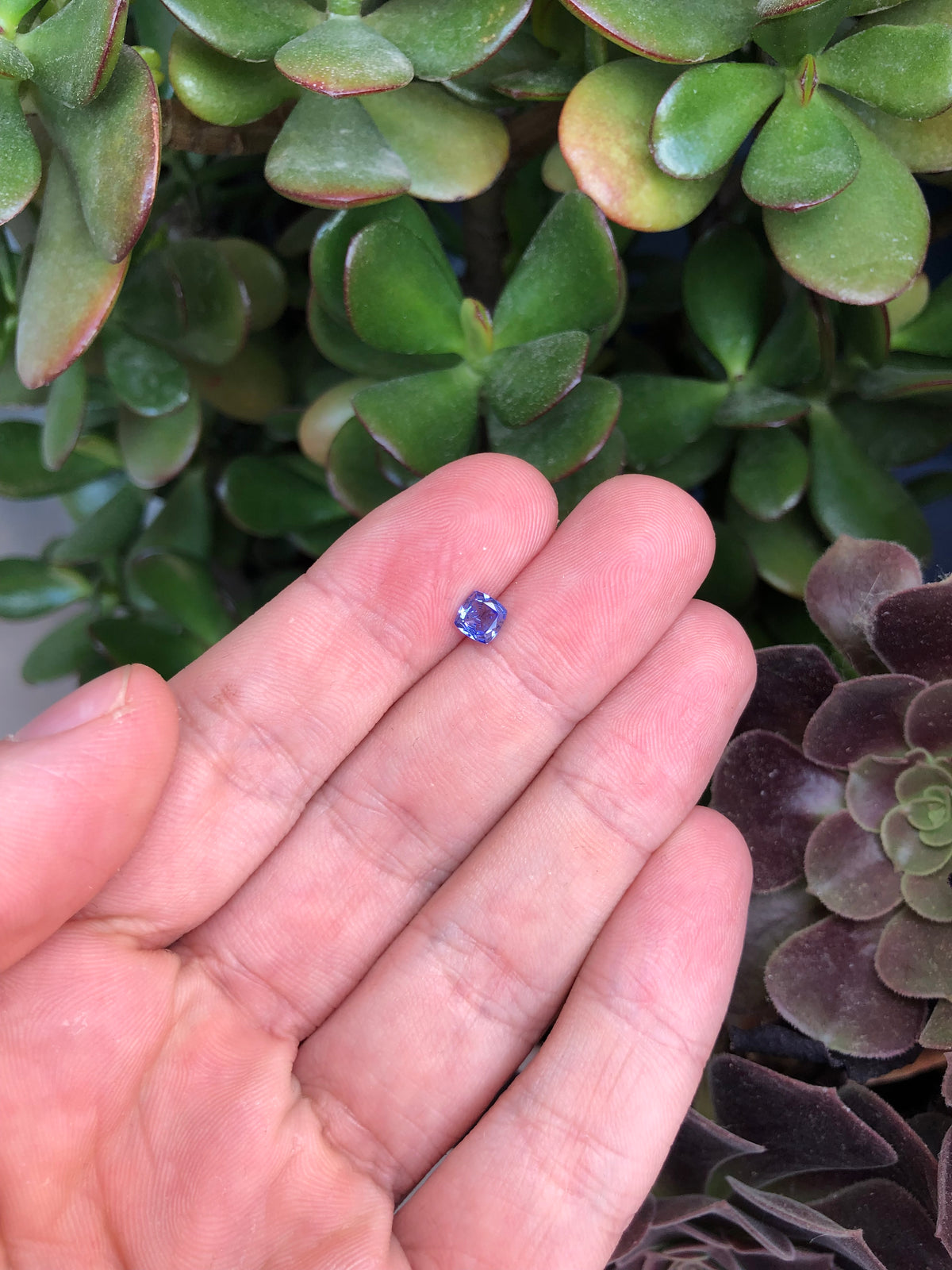 Tanzanite 0.52 Ct