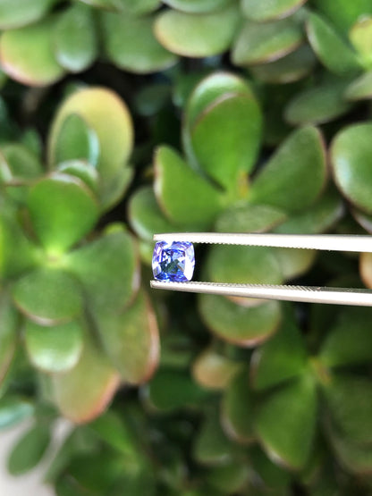 Tanzanite 0.52 Ct