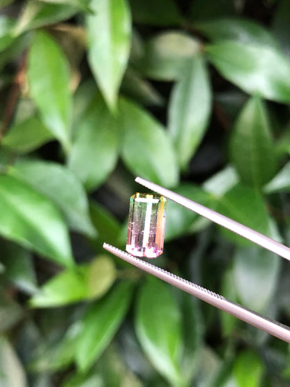 Tormalina Watermelon 2.10 Ct Afghanistan