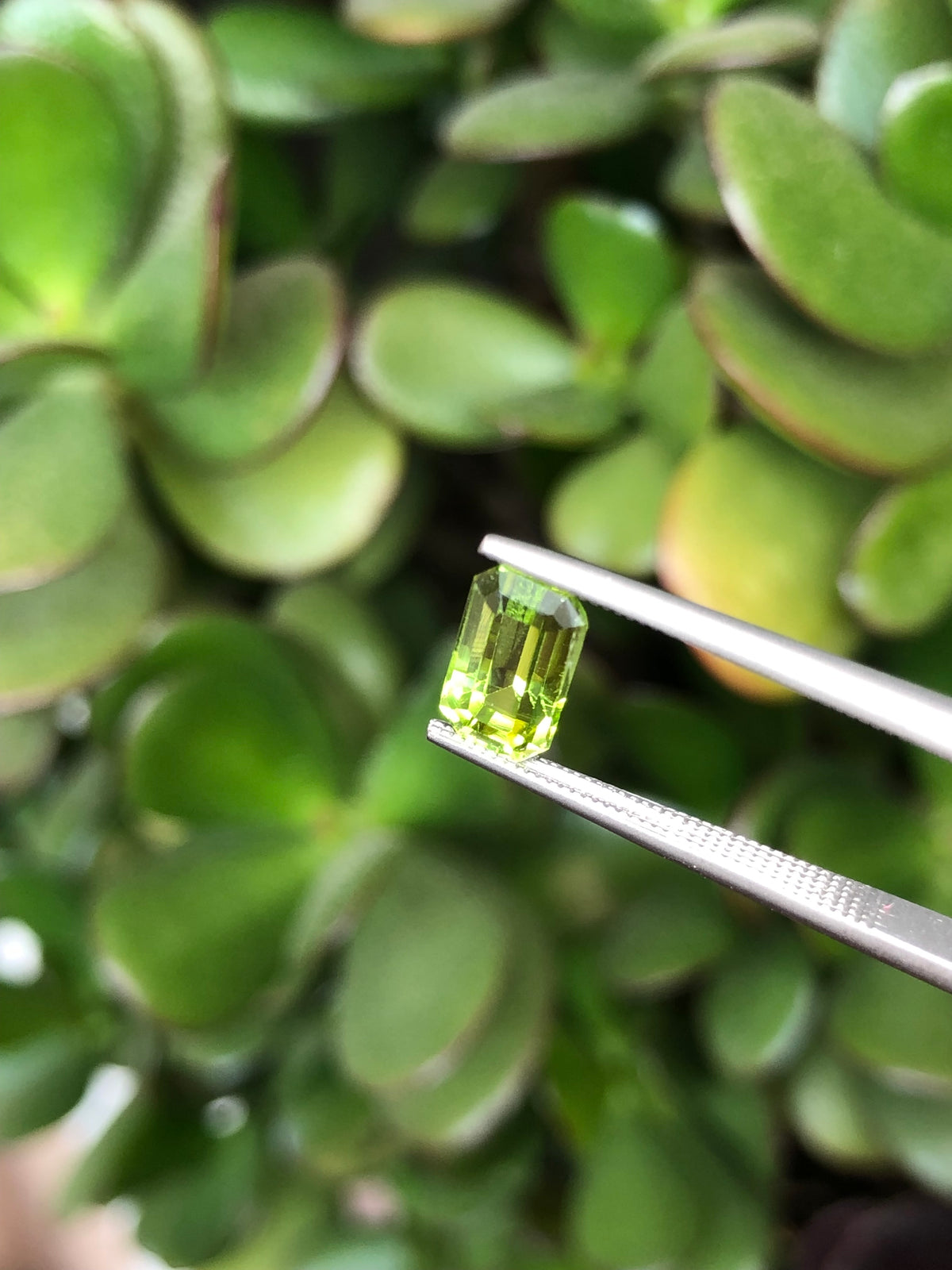 Peridoto Pakistan 1.90 Ct