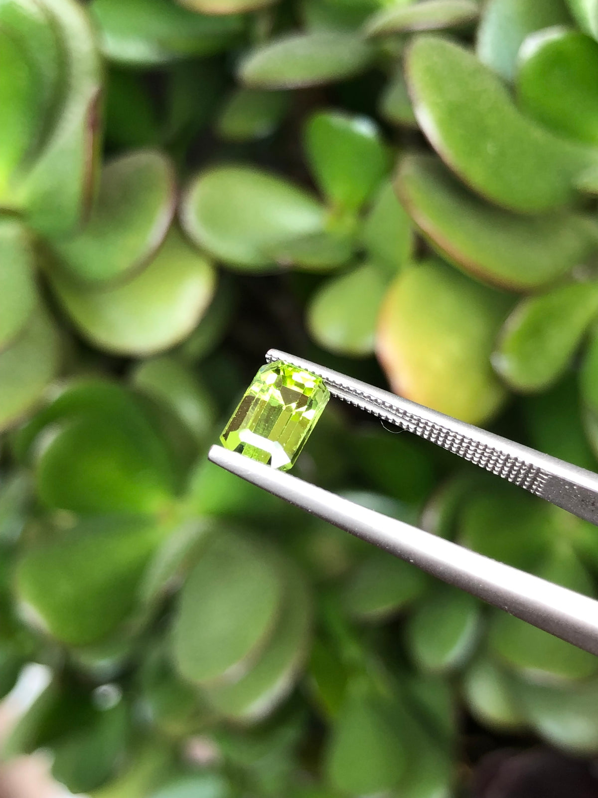 Peridoto Pakistan 1.90 Ct