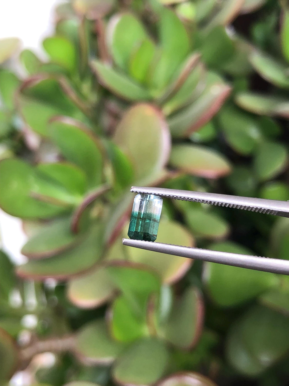 Natural Green Bicolor Tourmaline 0.63 ct, Afghanistan