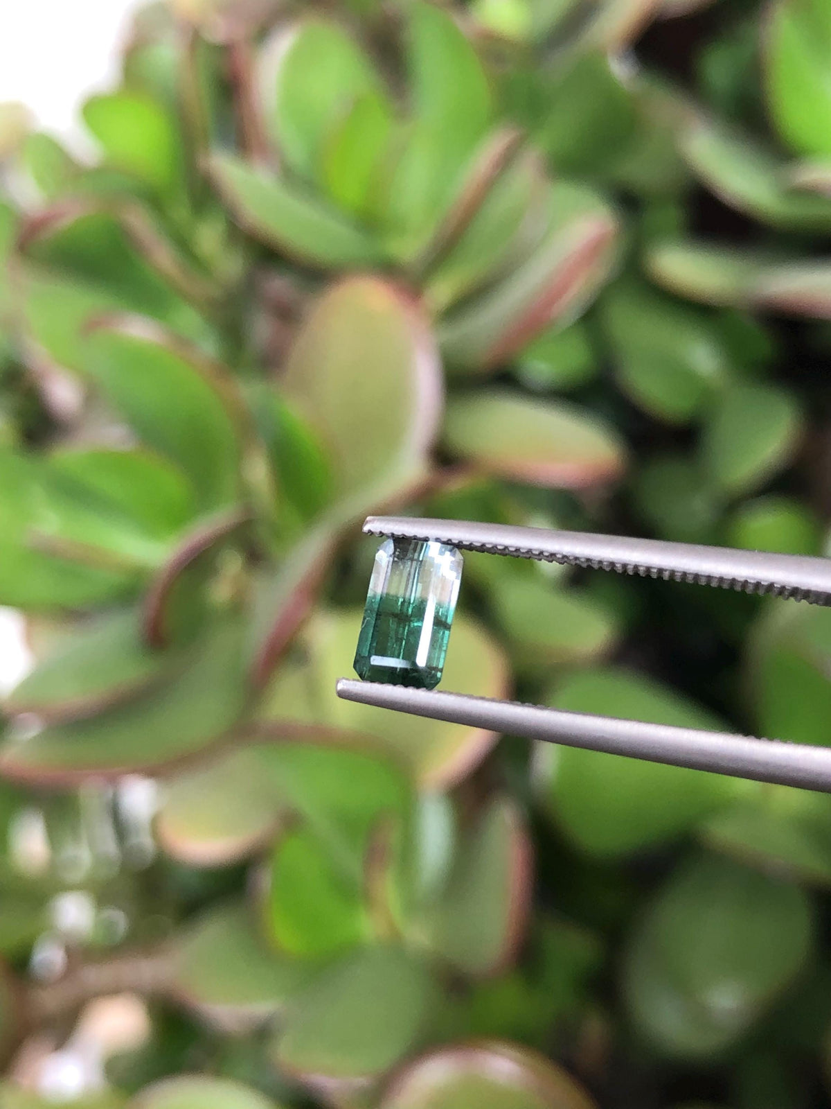 Natural Green Bicolor Tourmaline 0.63 ct, Afghanistan